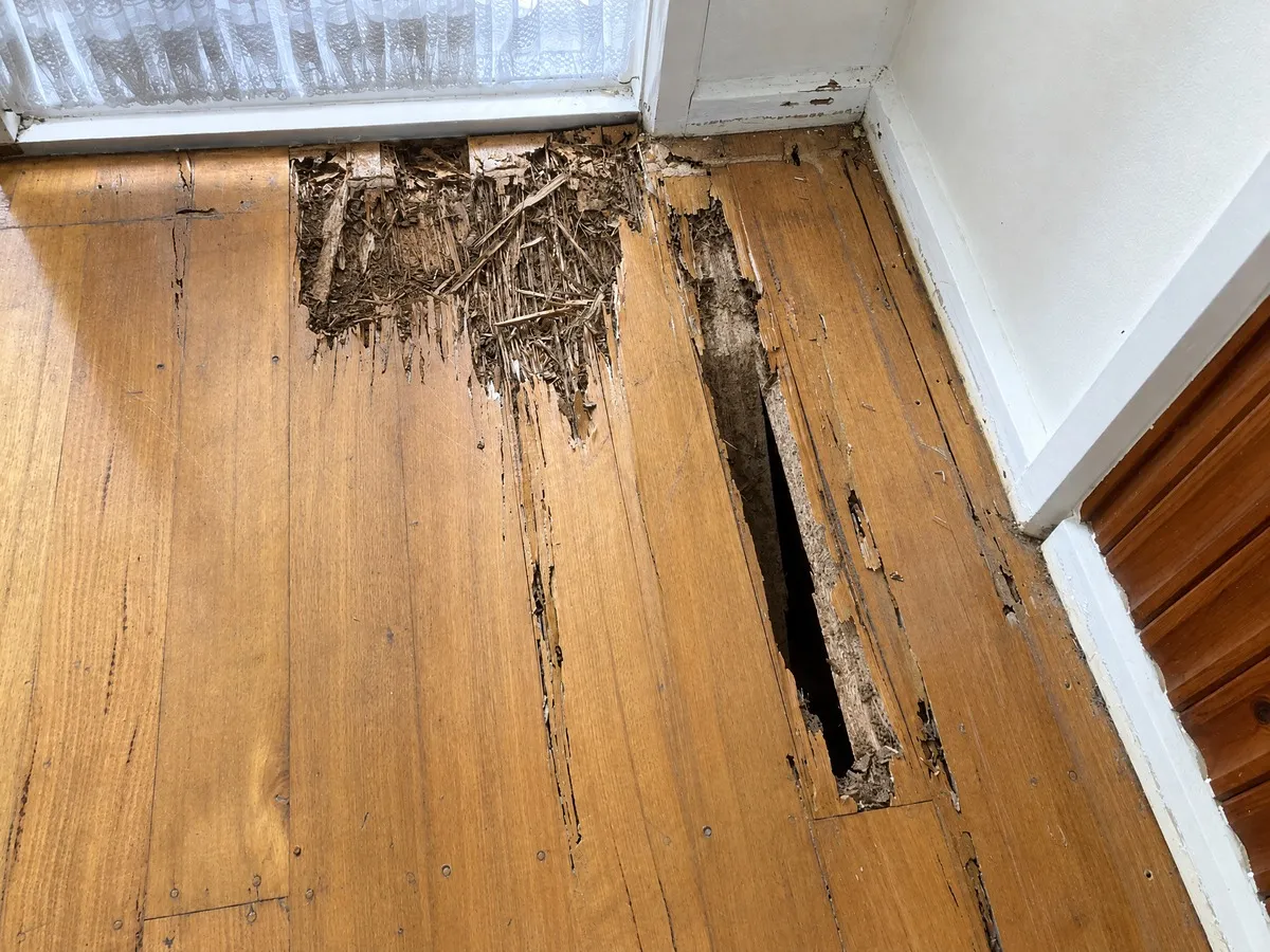Floorboards eaten through by termites