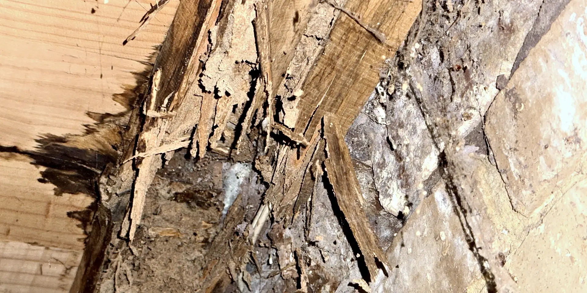 Subfloor timber eaten through by termites, packed with mud